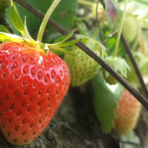 Nature