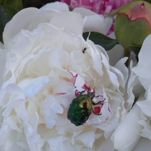 Photo #2333631
