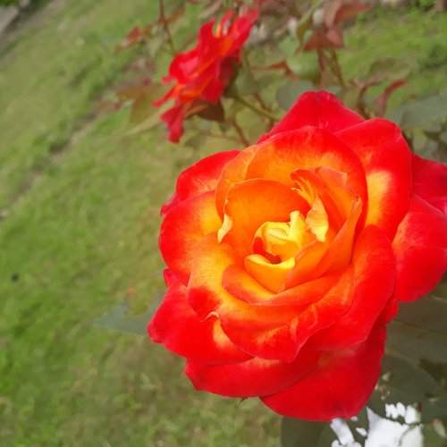 The rose...