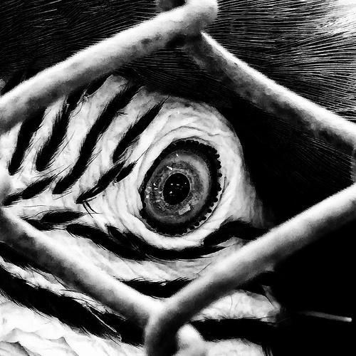 Caged