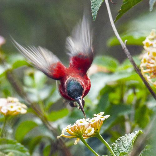 Crimson sunbird nectar time
