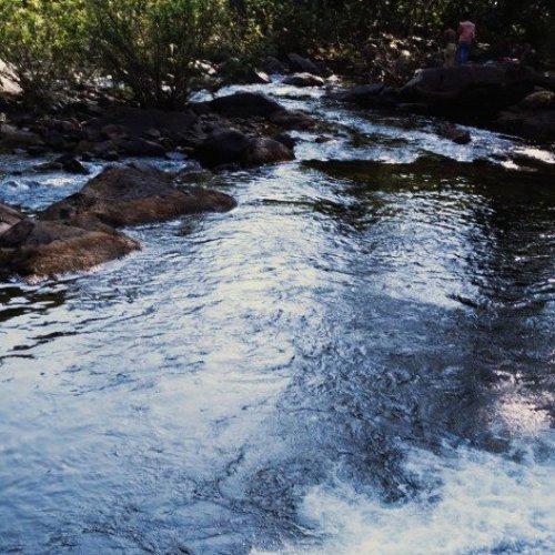 Kuldia Forest