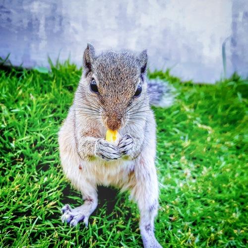 Squarrel Eating Grain