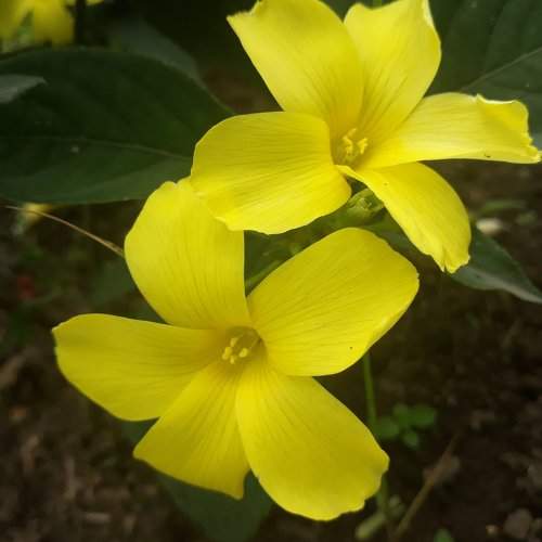 Flowers...