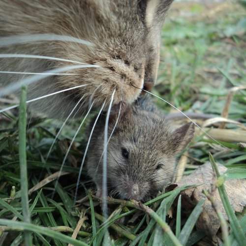 Photo #2336097