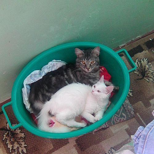 Photo #2337609