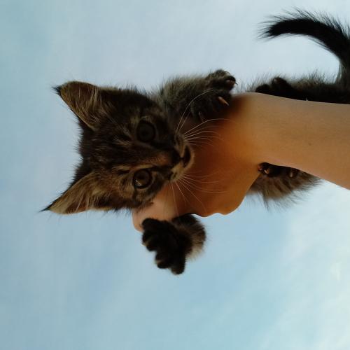 Любимец❤