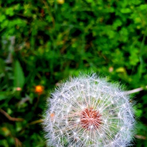 Grass&flowerclick
