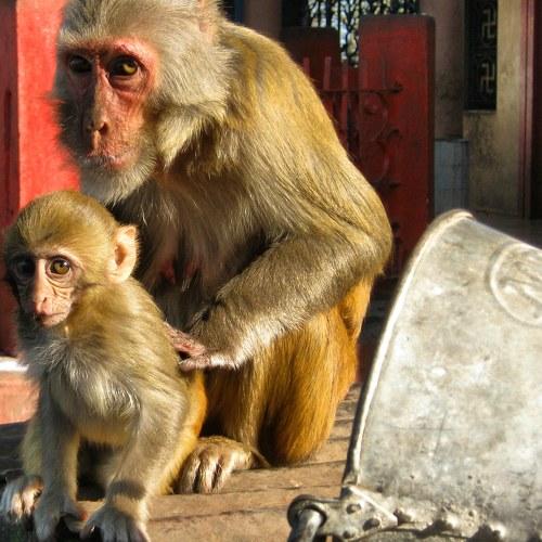 Mama monkey and her Baby