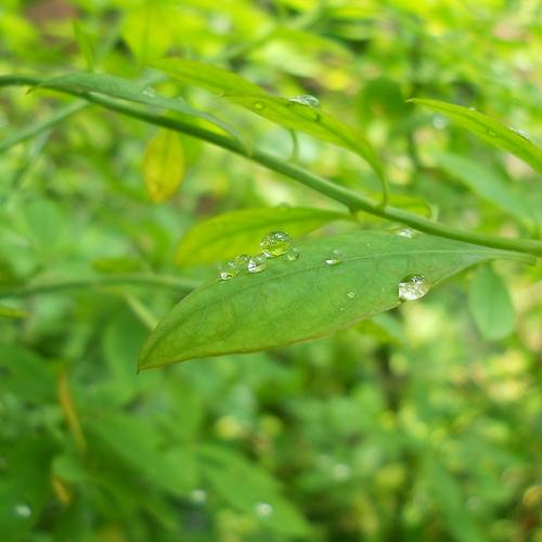 Water drop