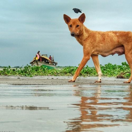 Animal aslo get pose