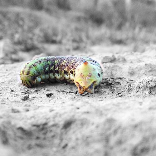 Panjabi Caterpillar