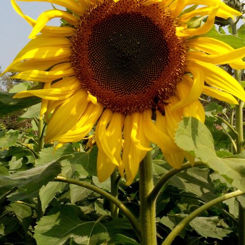sunflower