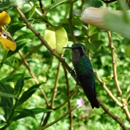 Mirada de Colibrí