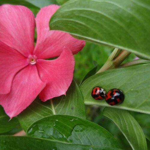 Bajo la Mirada de una Flor