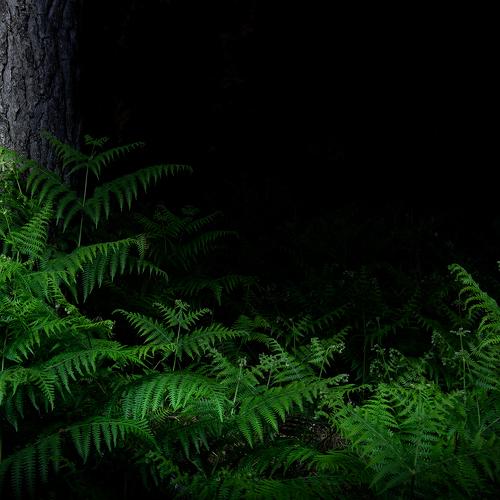 ferns in the night