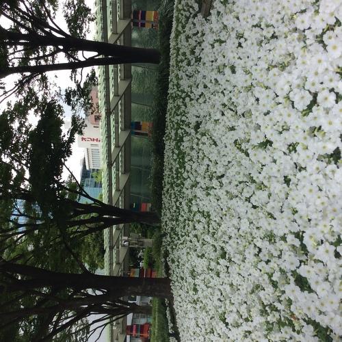 White bed of flowers
