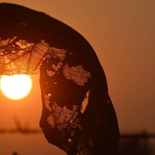 Sun & leaf