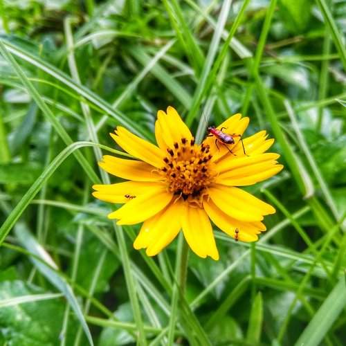 The Jungle Flower