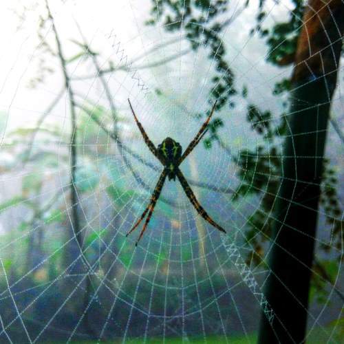 Spider