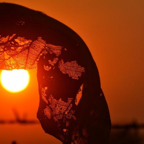 Sun & leaf