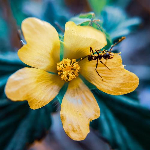 The flower