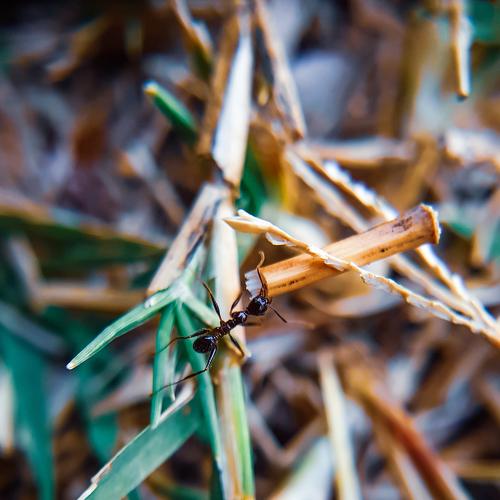 The ant