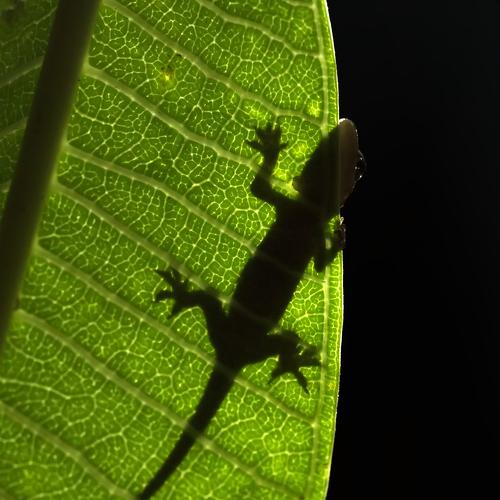 Night Hunt
