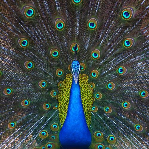 peacock dance