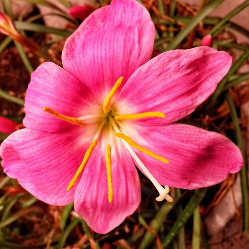 Flower