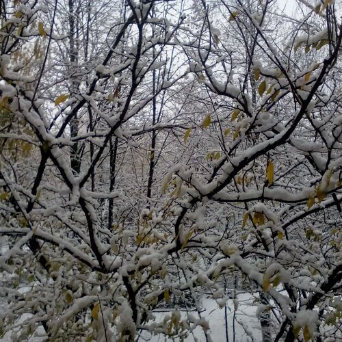 Сніг