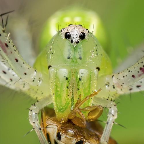 Beetle-fast
