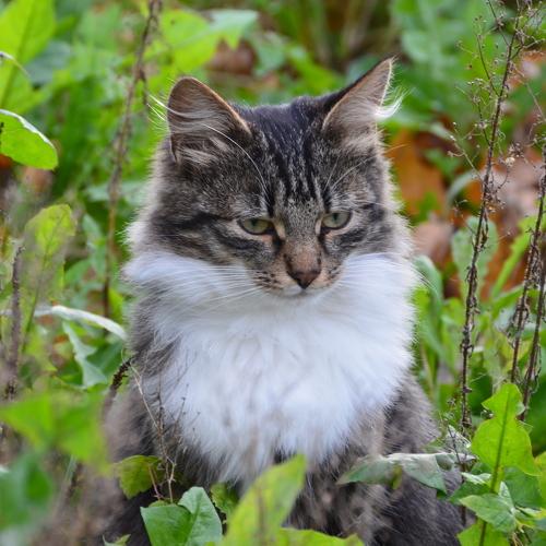 The King of Cats