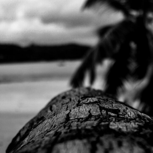 Coconut tree