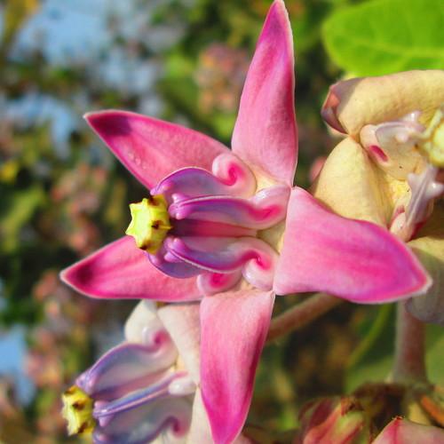 Star flower