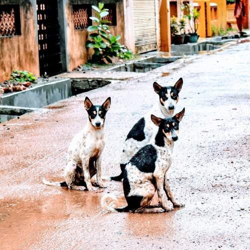 Street dog