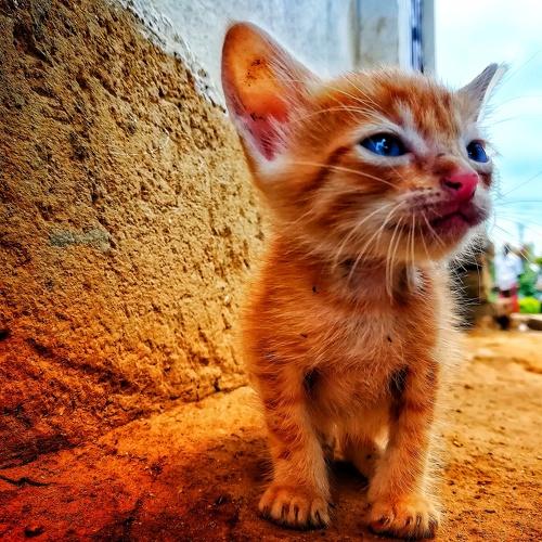 Kitty
