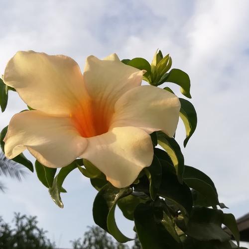 Flower  in landscape