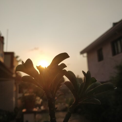 Resting sun