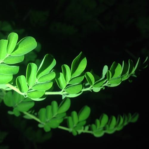The green leaves