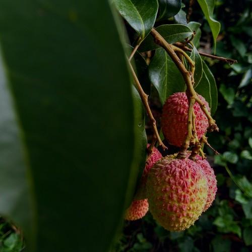 LYCHEE