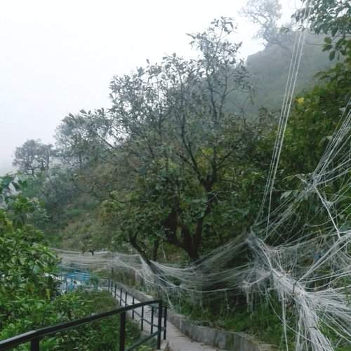 Strings of wishes to gods