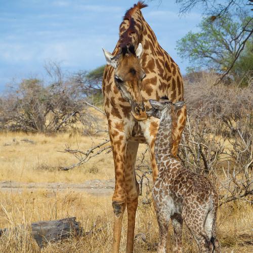 masai giraffe with baby