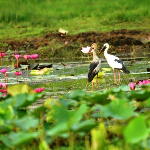 birds in nature