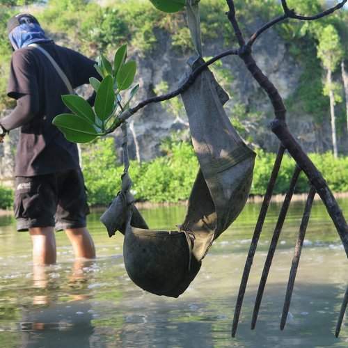 Female Mangroves