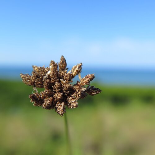 Grass flowers