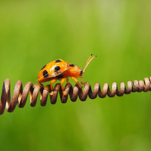 Lady Bug