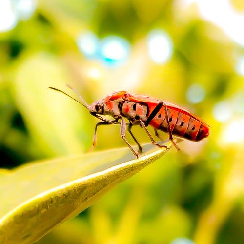 Beetle on the leaf...