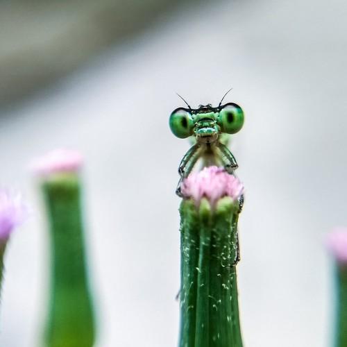 Macro photography