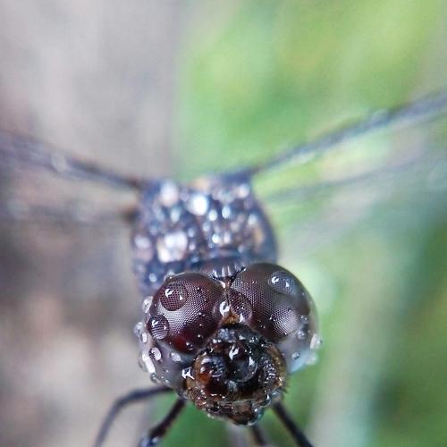 MObile Macro photography